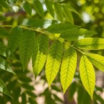Close-up of bright green compound leaves on an Arizona ash tree branch
