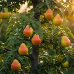 Hyperrealistic mature Bartlett pear tree with golden-yellow ripe pears glowing in warm golden hour sunlight in a lush orchard