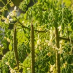 Close-up of benzoil tree branches showing bright green pinnate leaves, long seed pods, and creamy white moringa flowers