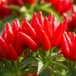 Bird chili plant branch covered in dozens of tiny bright red upright peppers in sharp focus