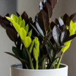 Black ZZ plant with glossy purple-black leaves and bright green new growth in a white pot indoors