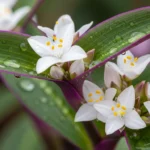 Close-up of bridal veil plant care details showing green and purple leaves with small white flowers