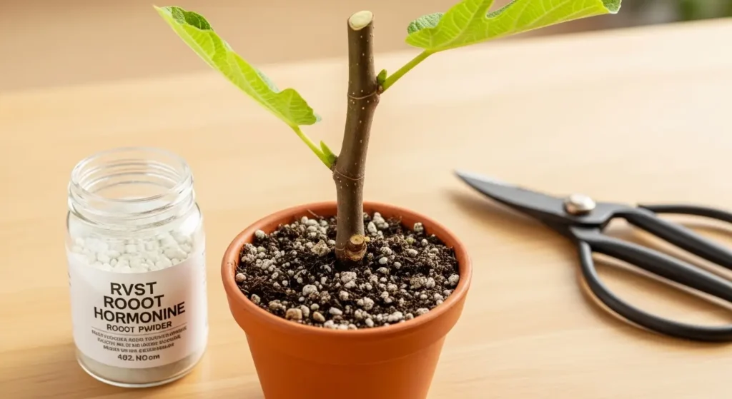 A fig tree stem cutting planted in a small nursery pot with rooting hormone powder and pruning shears nearby