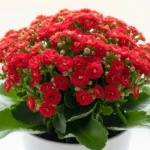 Healthy calandiva plant in a white pot showing dense clusters of vivid red double blooms above dark green scalloped succulent leaves