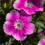 Dianthus plants with pink and red fringed blooms growing in a sunny garden bed