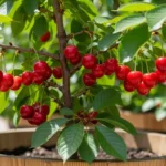 Dwarf cherry tree loaded with ripe red cherries growing in a large wooden pot on a sunny terrace