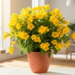 Esperanza plant in a terracotta pot on a sunny indoor windowsill with bright yellow trumpet flowers
