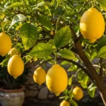 Eureka lemon tree loaded with bright yellow lemons in a sunny backyard garden