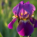 Close-up of a purple bearded iris flower in full bloom with golden beard and green garden background