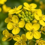 Wide field of mustard trees in full yellow bloom under a clear blue sky