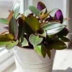 Close-up of oyster plant leaves showing the dramatic contrast between glossy green tops and deep purple undersides