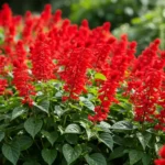 Red salvias plant in full bloom with tall scarlet flower spikes in a sunny garden bed