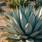 Close-up of agave plants showing dramatic blue-gray rosette with sharp spine-tipped leaves in a sunny garden