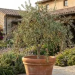Arbequina olive tree growing in a terracotta pot in front of a Mediterranean house