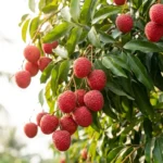 Ripe red fruits hanging from a lychee tree with glossy green leaves