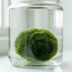 Algae ball plant Marimo in a clear glass jar with clean water on a bright windowsill
