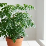 Healthy china doll plant with glossy emerald-green leaflets in a terracotta pot near a bright window indoors
