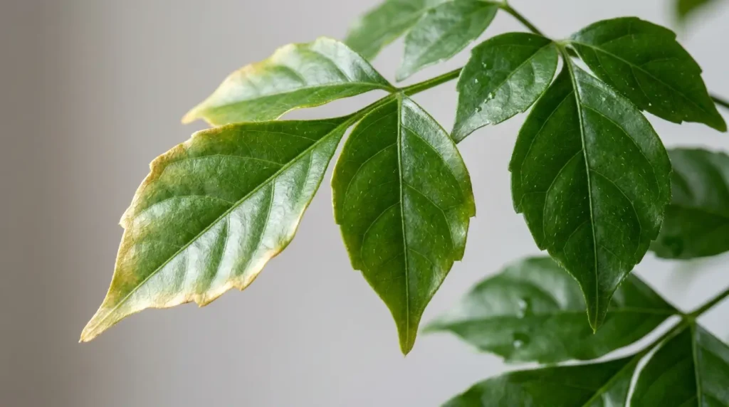 Close-up of china doll plant leaves showing yellowing tips alongside healthy glossy green leaflets