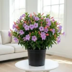Dipladenia plant with purple lavender flowers and pink buds in a modern living room