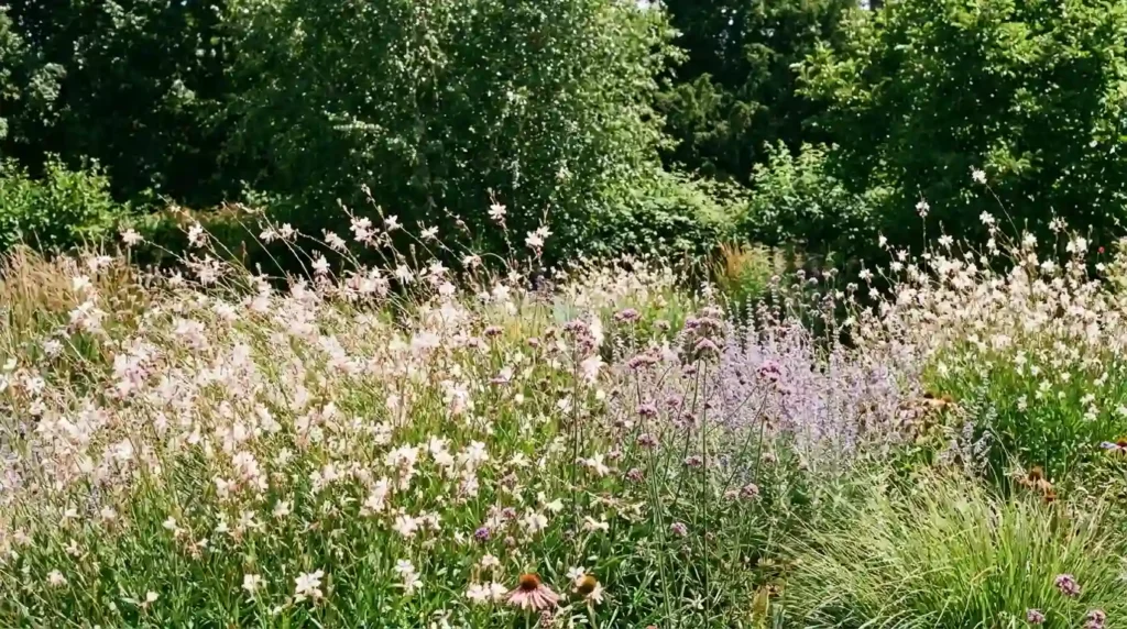 Gaura plant growing in a mixed perennial garden border with tall airy stems and pink-white blooms