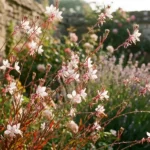 Gaura plant in full bloom with delicate pink and white flowers on wiry stems in a cottage garden