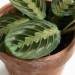 Maranta plant with dark green leaves and red veins in a terracotta pot
