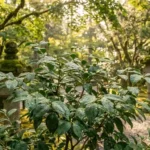 Matcha plant (Camellia sinensis) with glossy green leaves growing in a shaded garden