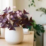 Oxalis love plant in a white pot on a bright windowsill with deep purple leaves and pink flowers