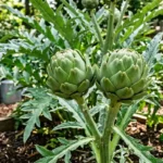 Artichoke plant with silvery-green leaves and large edible flower bud growing in a sunny garden