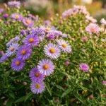 Purple and pink aster flowers blooming in a garden bed, an example of healthy aster flower care
