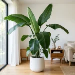 Banana leaf plant with large tropical green leaves growing indoors in a bright modern living room