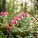 Close-up of a bleeding heart plant with pink heart-shaped flowers hanging from arching stems in dappled shade