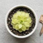 Butterwort plant in a white pot showing pale green sticky rosette leaves