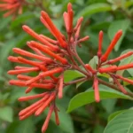 Close-up of firebush plant care tubular orange-red flower clusters with yellow stamens