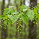 American hornbeam tree branch with doubly serrated green leaves