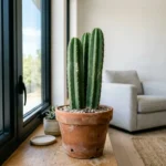 Kaktus san pedro growing in a terracotta pot indoors near a sunny window