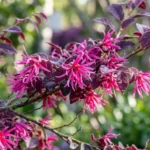 Loropetalum Chinese fringe flower with deep burgundy foliage and pink ribbon-like blooms in morning sunlight