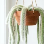 Monkey tail cactus with long fuzzy white stems in a hanging terracotta pot