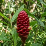 Shampoo ginger plant with deep red pinecone-shaped flower heads in a tropical garden