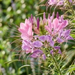Spider flower Cleome hassleriana pink and purple blooms with spidery stamens in a sunny garden