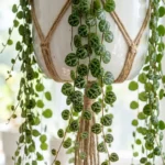 String of Turtles plant (Peperomia prostrata) with turtle-shell patterned leaves in a white hanging pot