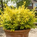 Potted sunshine ligustrum shrub with golden-yellow foliage on a backyard patio