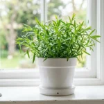 Tarragon plant growing in a white ceramic pot on a bright indoor kitchen windowsill