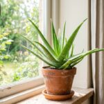 Aloe vera plant care guide — healthy aloe vera in a terracotta pot on a bright windowsill