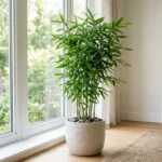 Indoor bamboo plants in a decorative pot near a bright window