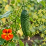 Close-up of a cucumber vine growing near dill and nasturtium, popular cucumber companion plants