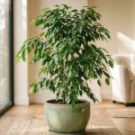 Healthy ficus tree plants growing in a bright modern living room