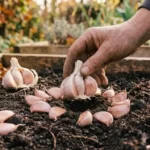 Vibrant flat lay of garlic bulbs and cloves illustrating garlic plant care
