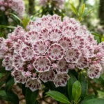 Close-up of blooming kalmia plants showing pleated pink and white mountain laurel flowers