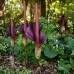 Mature konnyaku plant with umbrella-shaped leaf growing in dappled shade